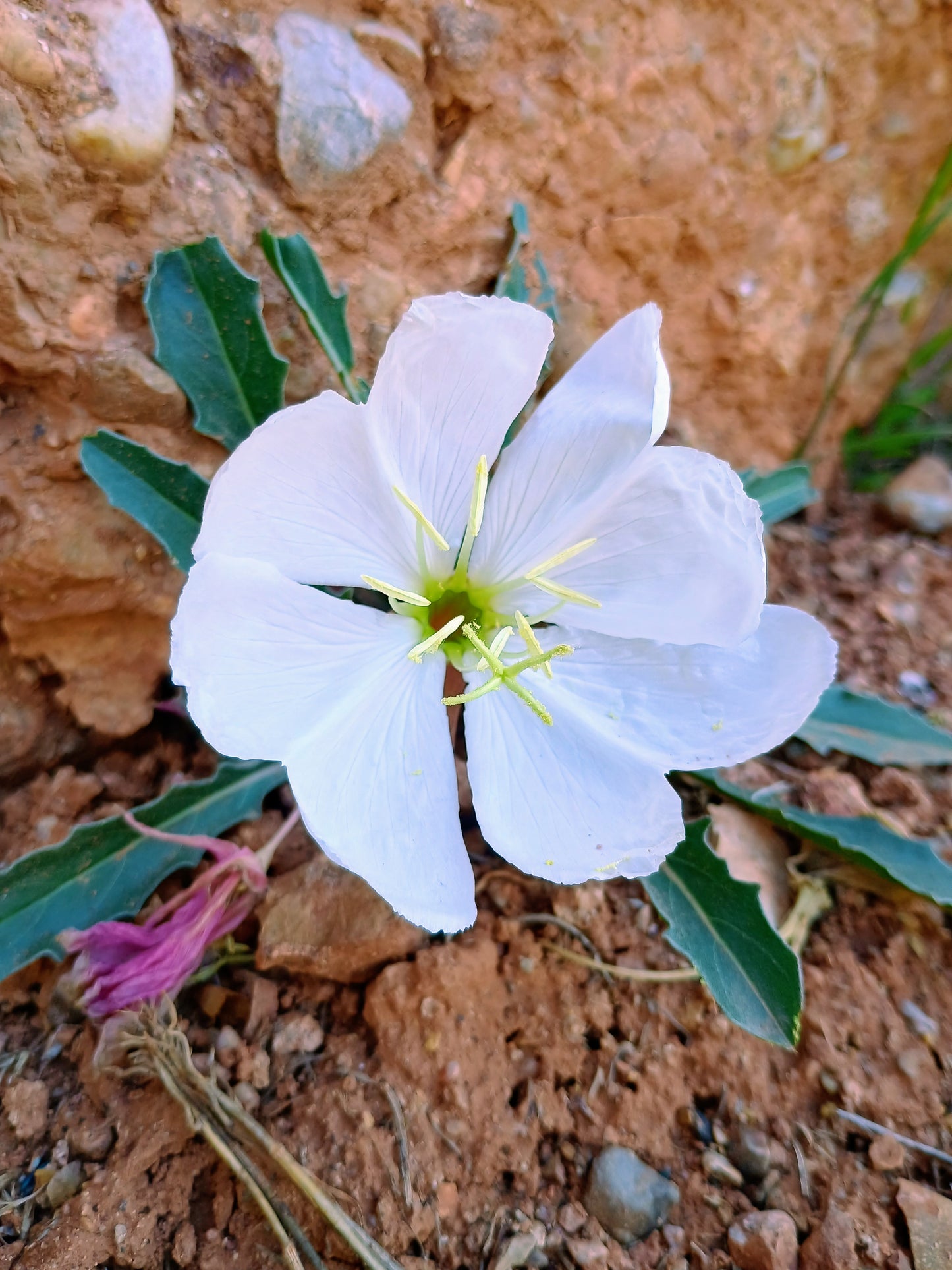 Oenothera caespitosa (Tufted Evening Primrose) 30 Seeds