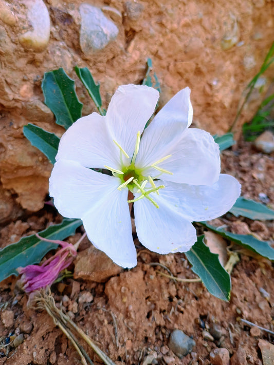 Oenothera caespitosa (Tufted Evening Primrose) 30 Seeds