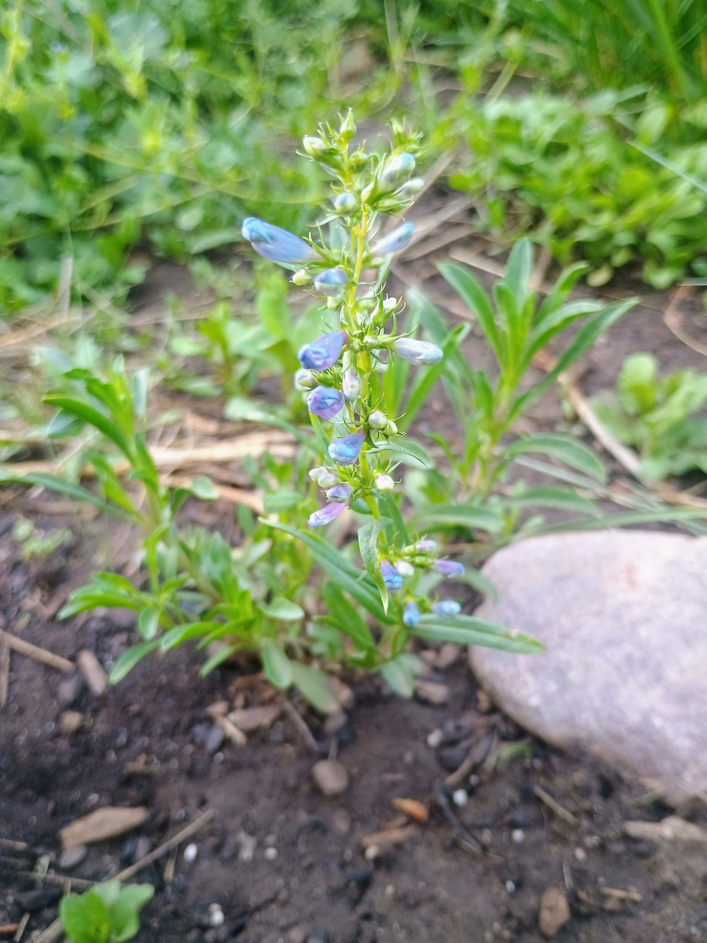 Penstemon leonardii v. leonardii (Leonard's Penstemon) 50 seeds