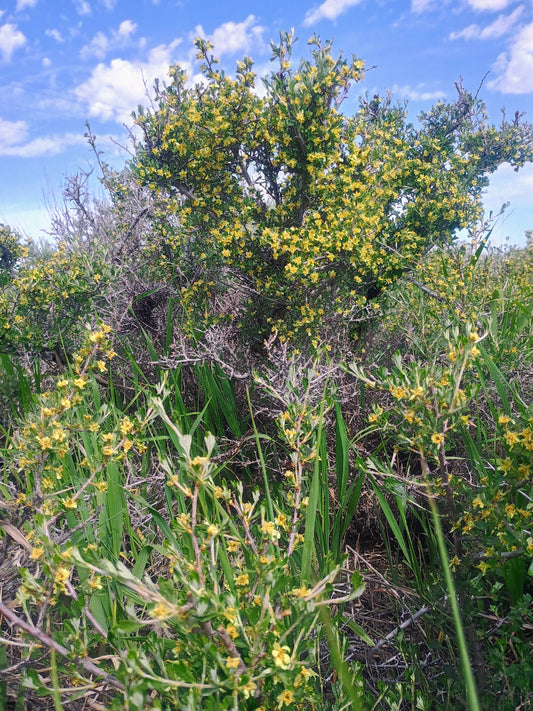 Purshia tridentata (Antelope Bitterbrush) 20 Seeds