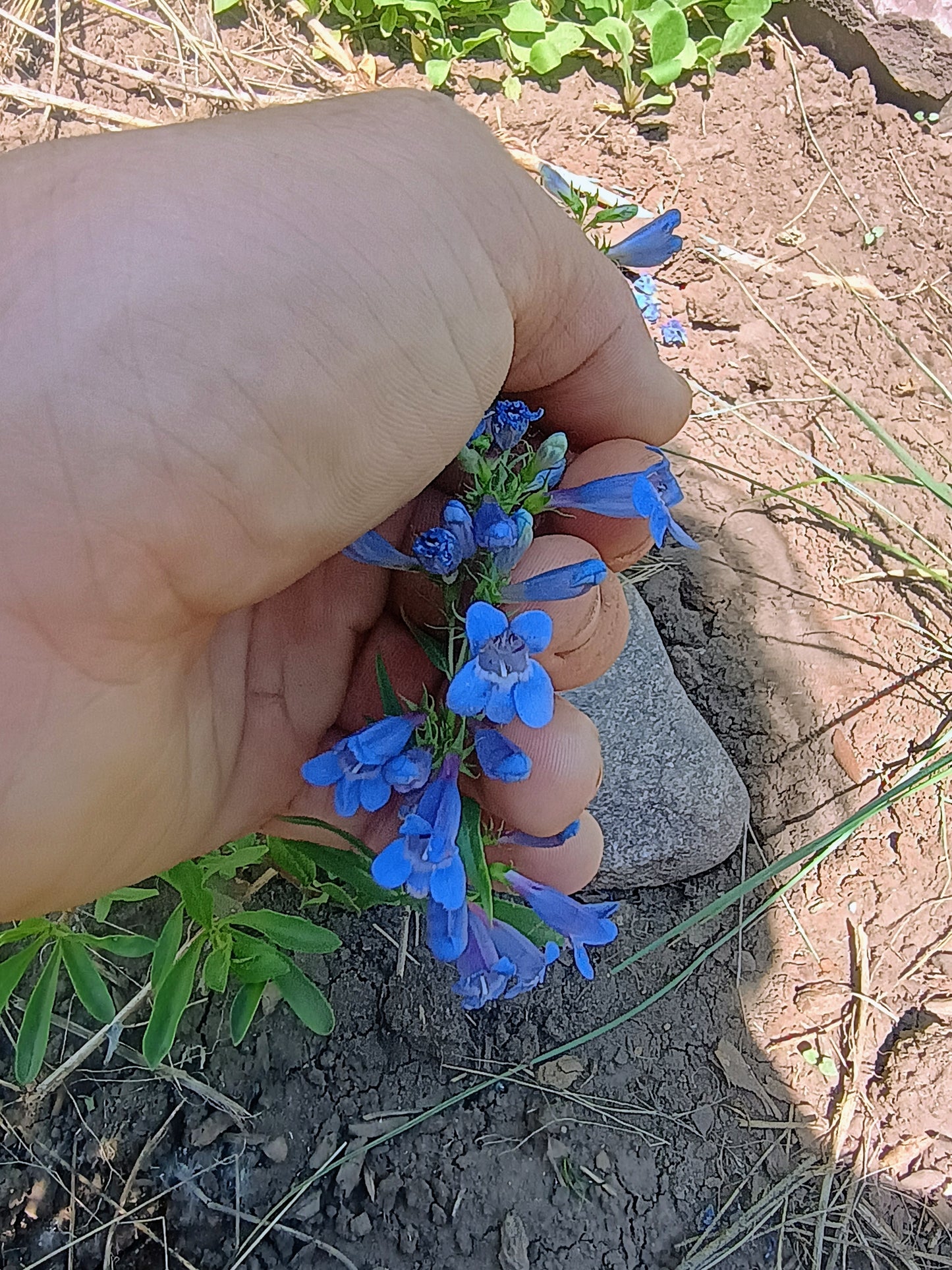 Penstemon leonardii v. leonardii (Leonard's Penstemon) 50 seeds