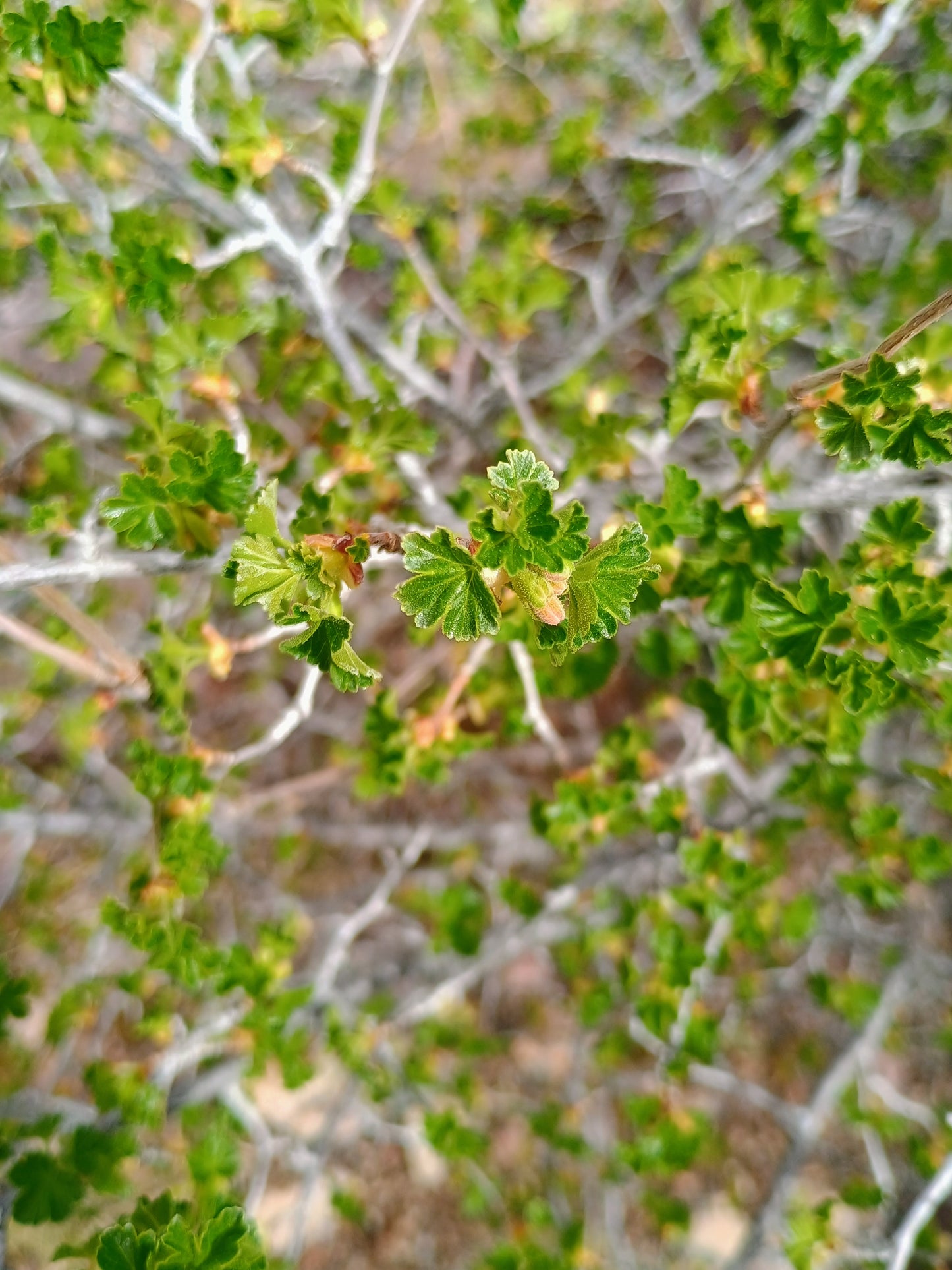 Purshia tridentata (Antelope Bitterbrush) 20 Seeds