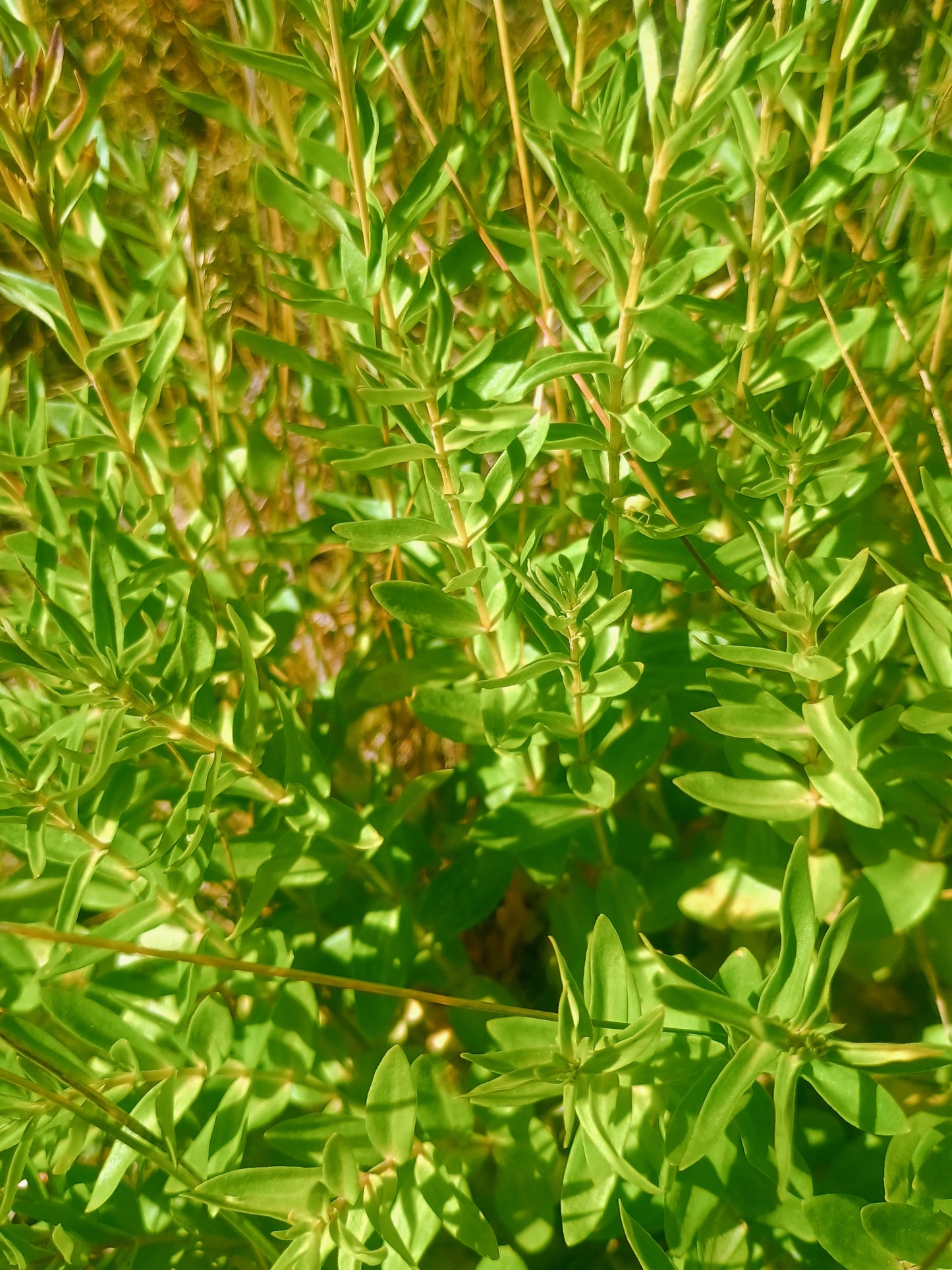 Gentiana affinis (Pleated Gentian) 30 Seeds