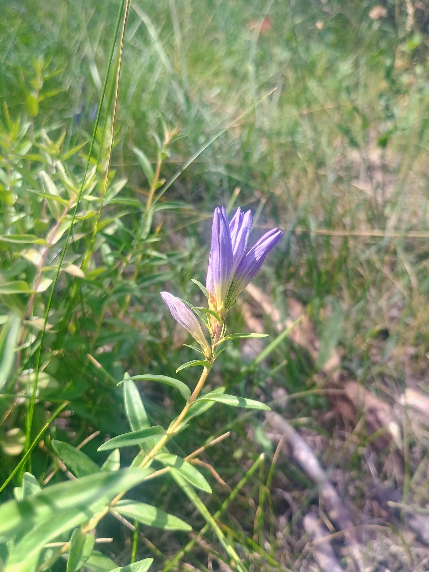 Gentiana affinis (Pleated Gentian) 30 Seeds