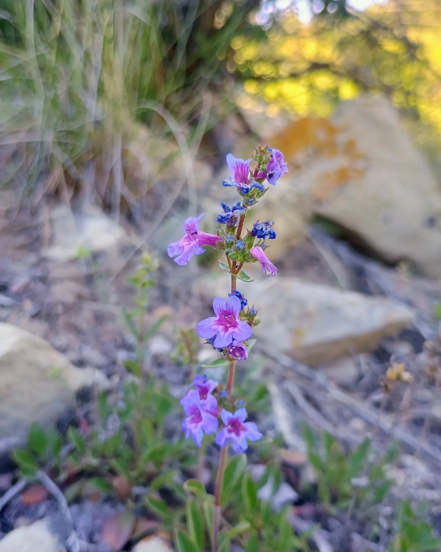 Penstemon humilis (Low Penstemon) 50 seeds