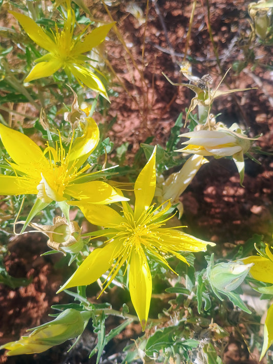 Mentzelia laevicualis (Giant Blazingstar) 30 Seeds