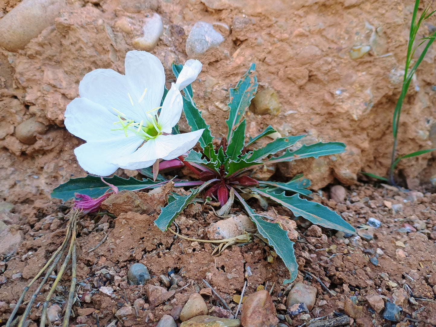 Oenothera caespitosa (Tufted Evening Primrose) 30 Seeds