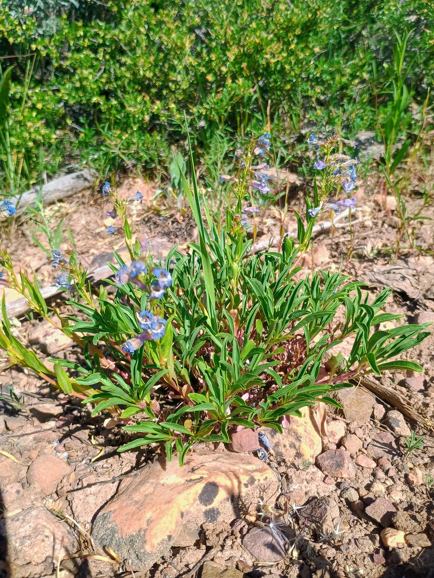 Penstemon leonardii v. leonardii (Leonard's Penstemon) 50 seeds