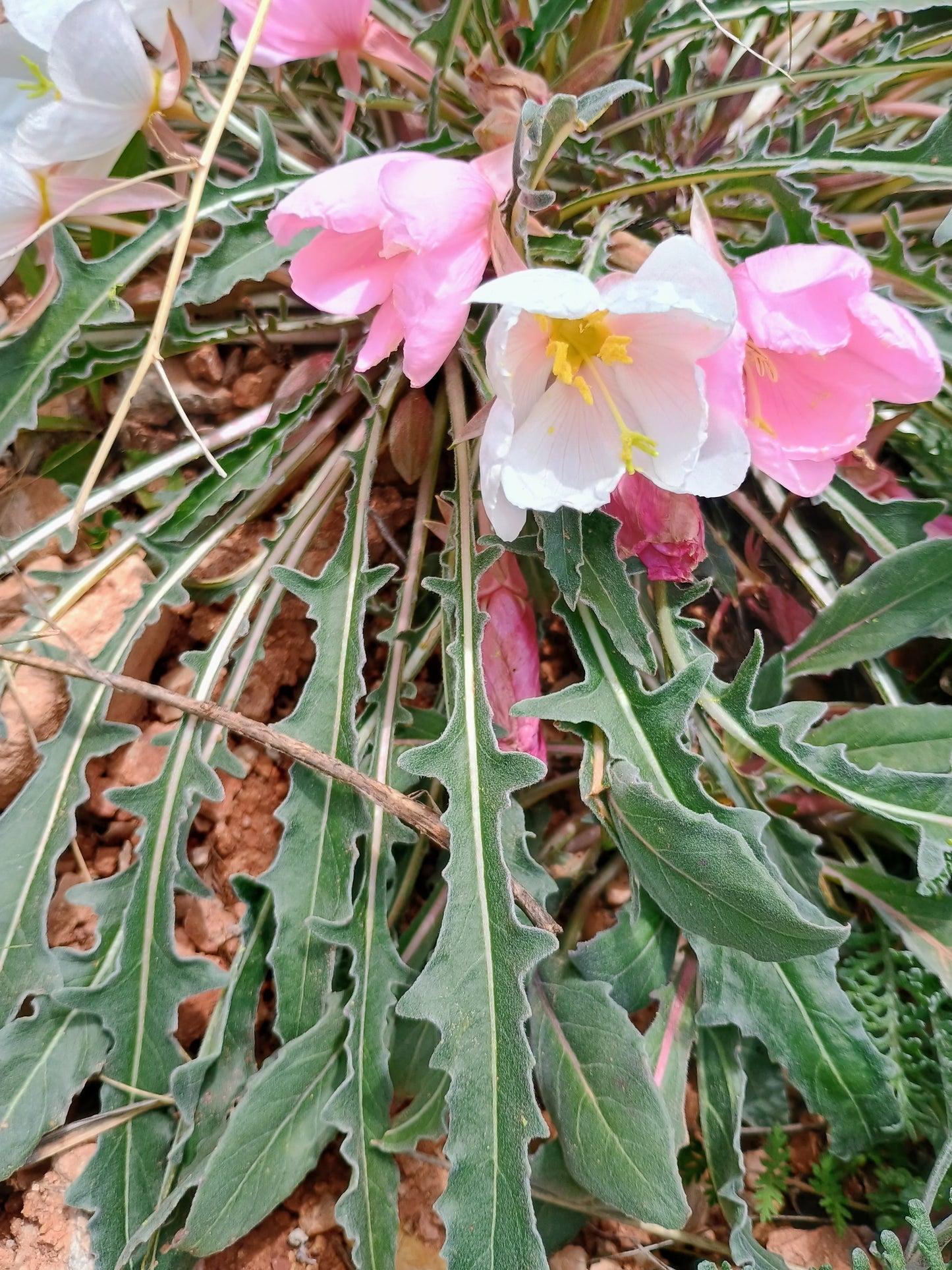 Oenothera caespitosa (Tufted Evening Primrose) 30 Seeds