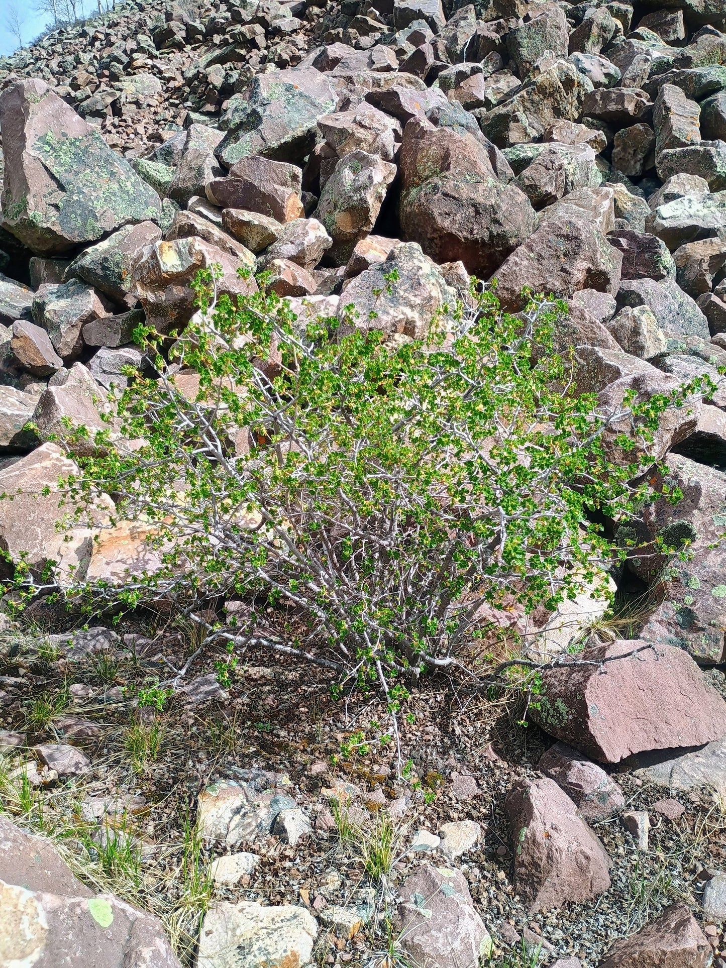 Purshia tridentata (Antelope Bitterbrush) 20 Seeds