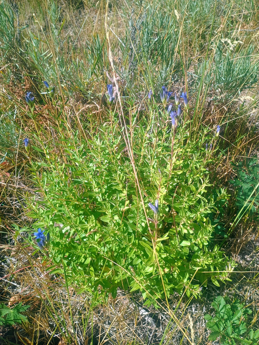 Gentiana affinis (Pleated Gentian) 30 Seeds