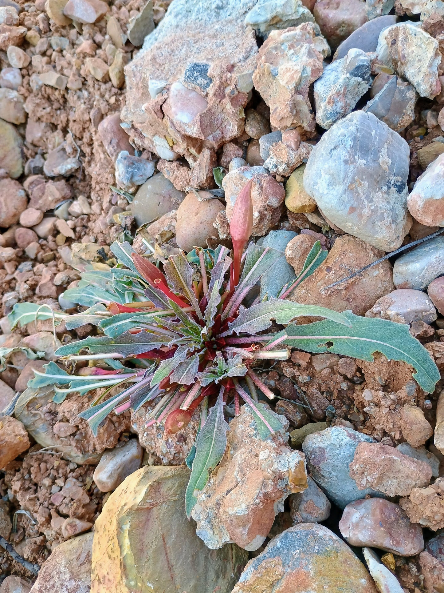 Oenothera caespitosa (Tufted Evening Primrose) 30 Seeds