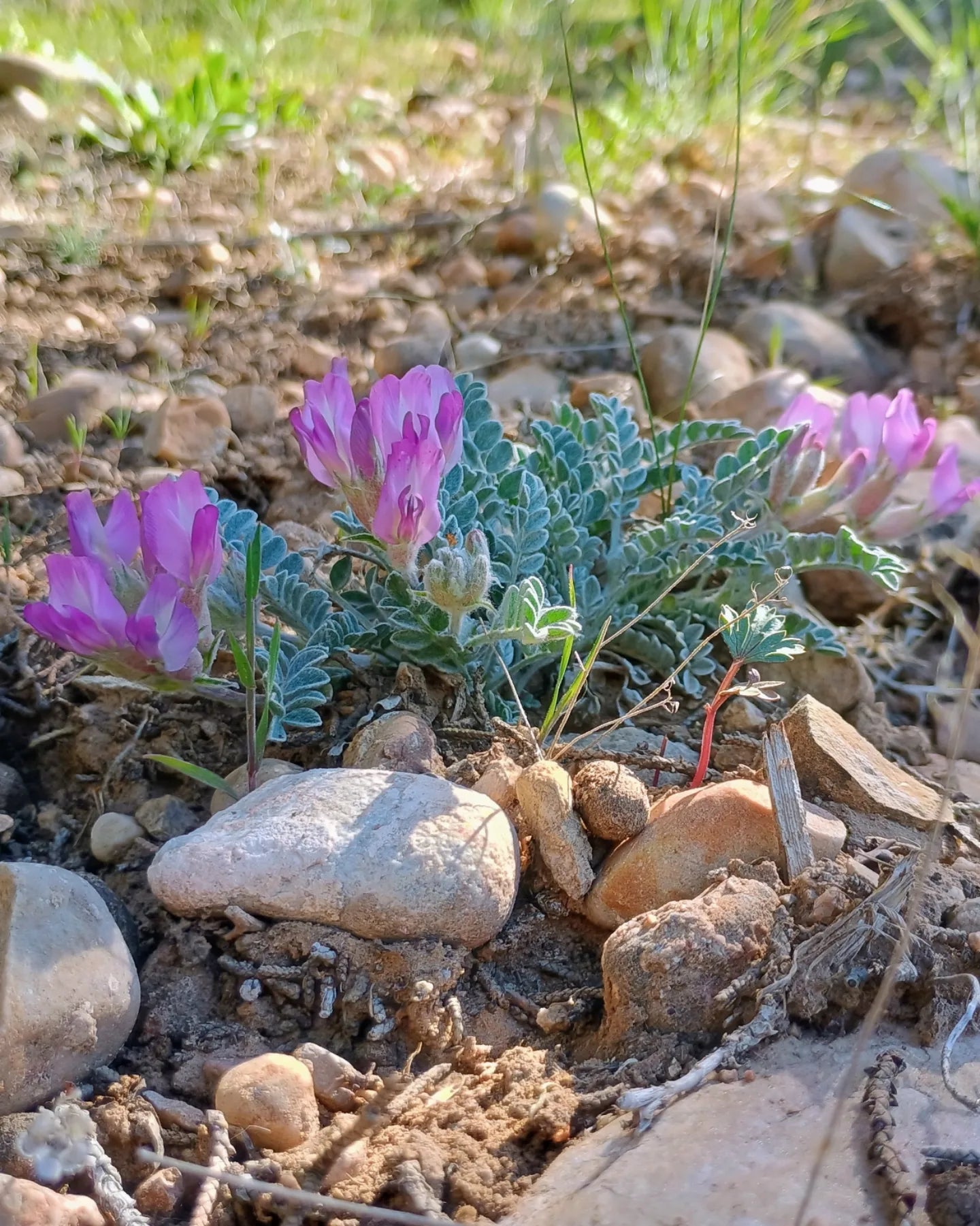 Astragalus utahensis (Utah Milkvetch) 20 Seeds