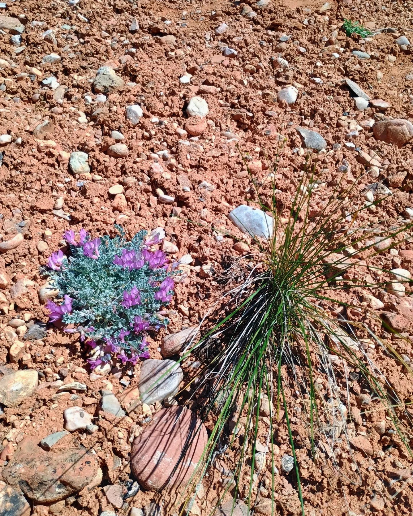 Astragalus utahensis (Utah Milkvetch) 20 Seeds