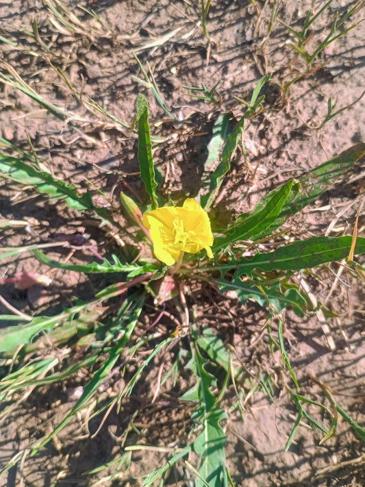 Oenothera flava v. flava (Yellow Evening Primrose) 30 Seeds