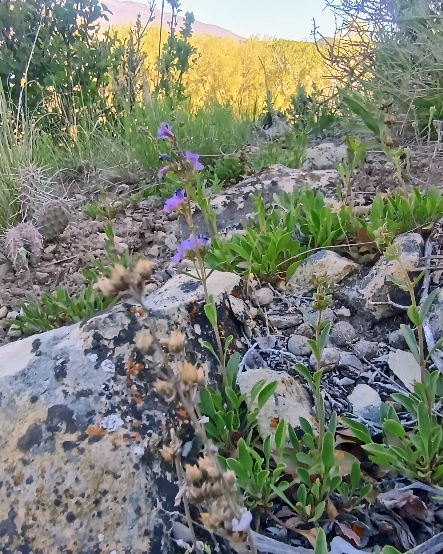 Penstemon humilis (Low Penstemon) 50 seeds