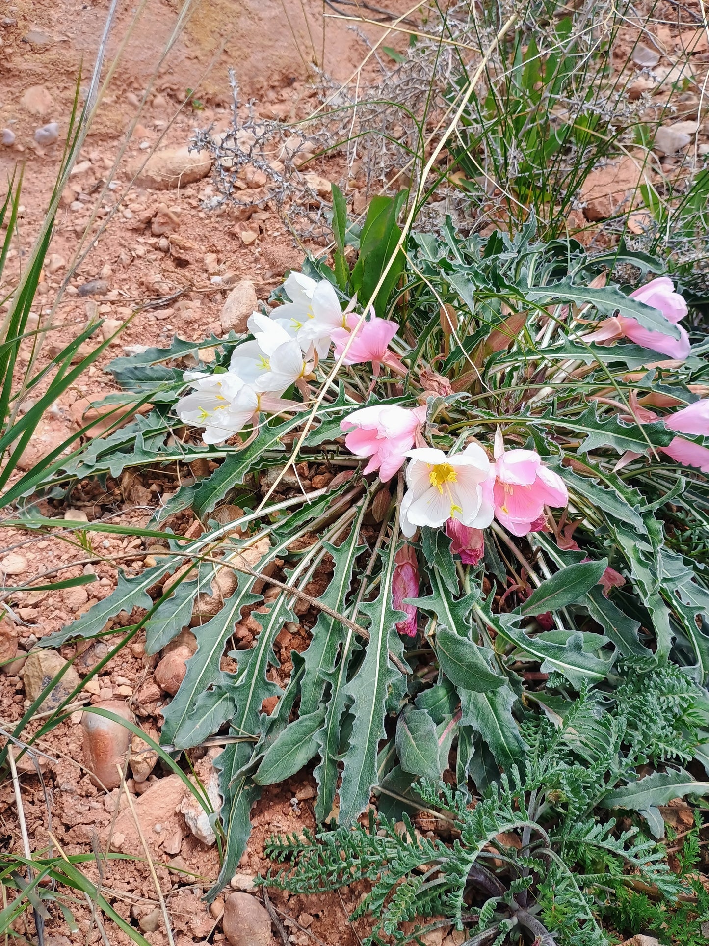 Oenothera caespitosa (Tufted Evening Primrose) 30 Seeds