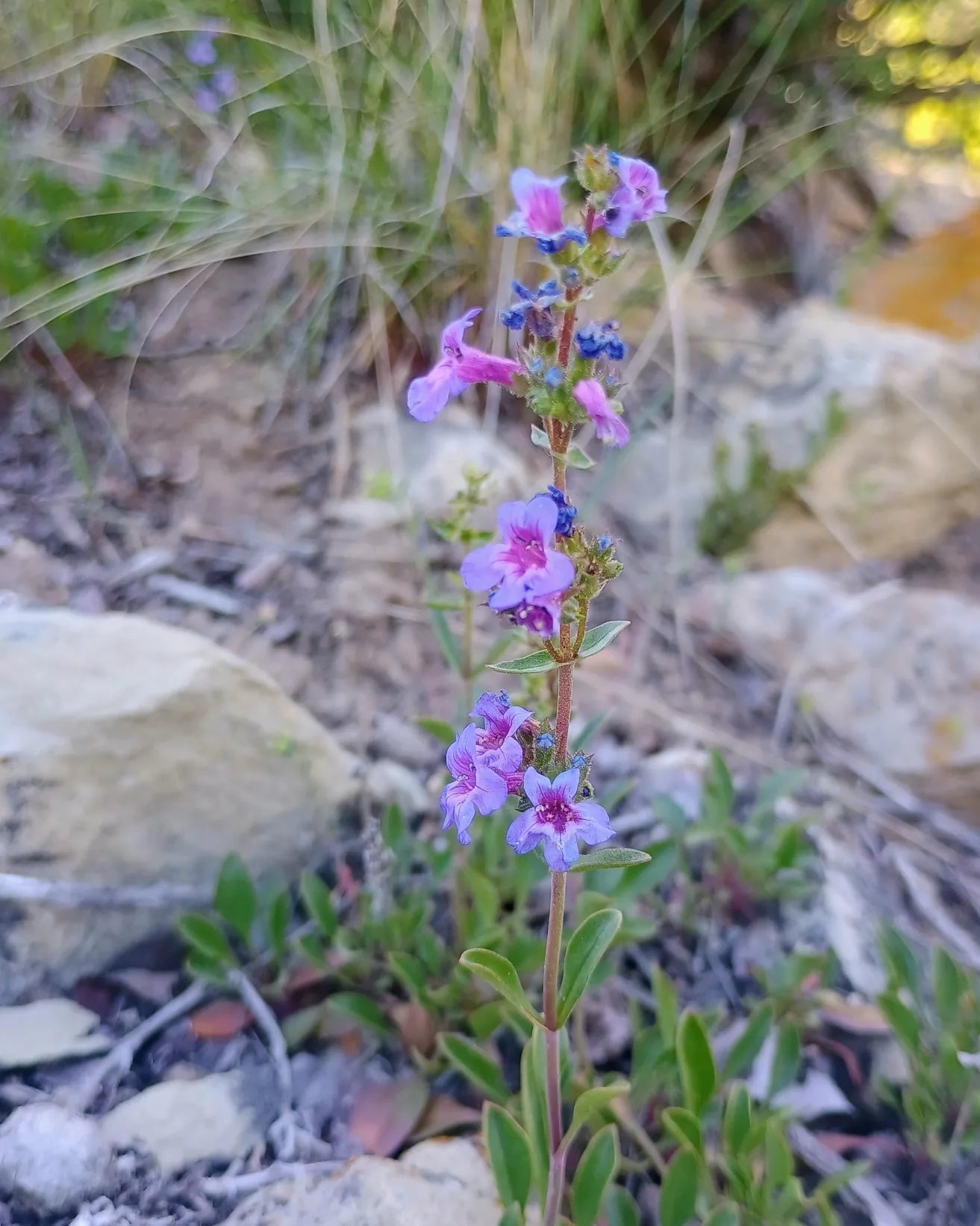 Penstemon humilis (Low Penstemon) 50 seeds