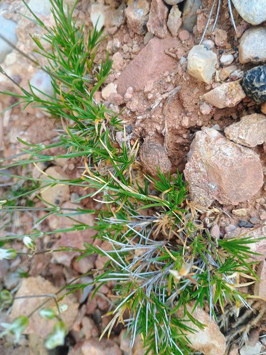 Eremogone kingii (King's Matted Sandwort) 10 Seeds