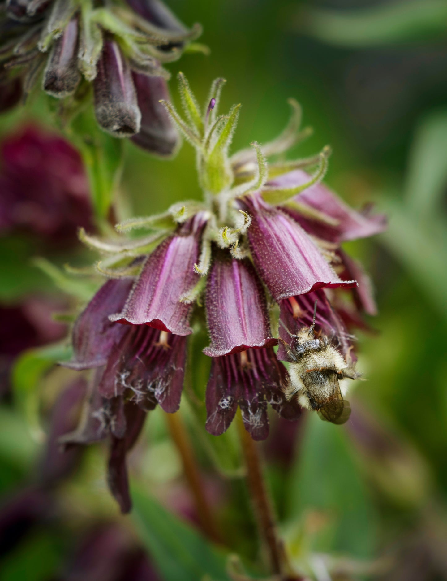 Penstemon whippleanus (Dusky Penstemon)