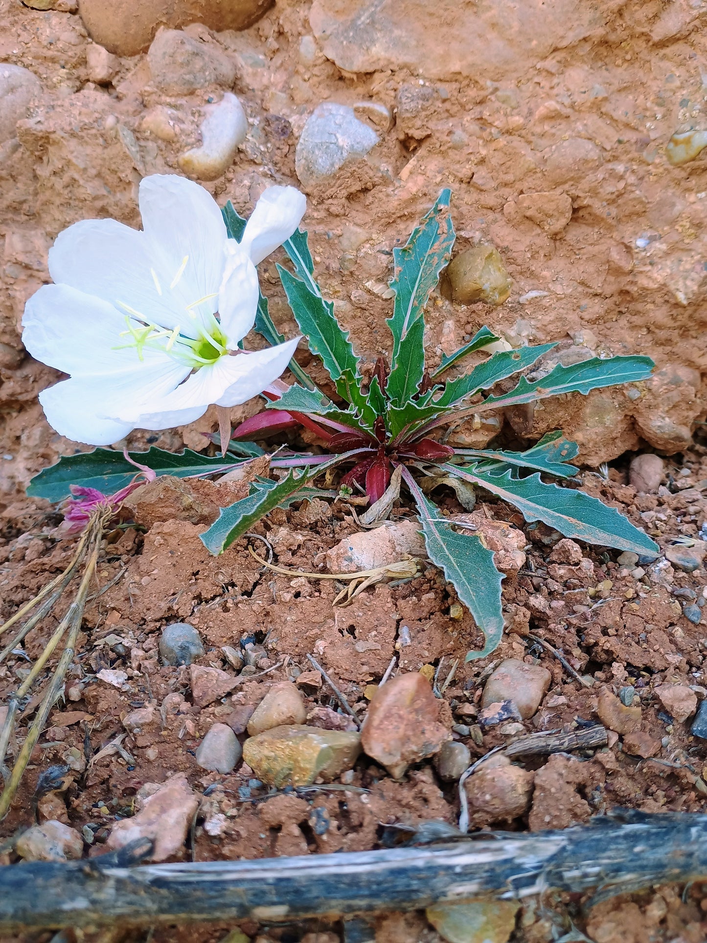 Oenothera caespitosa (Tufted Evening Primrose) 30 Seeds