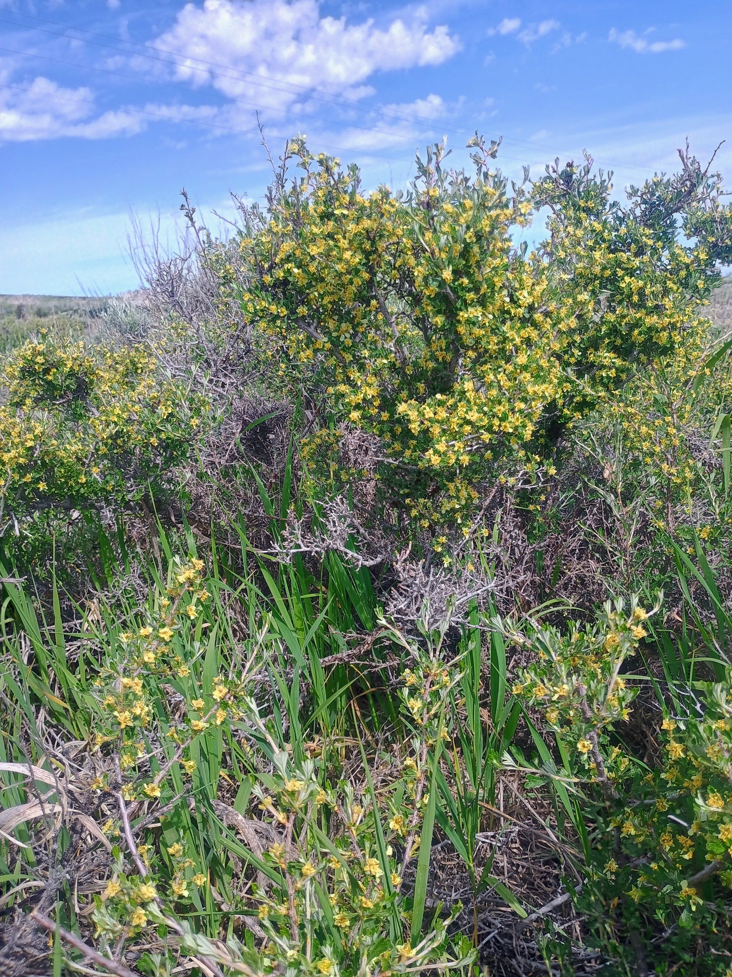 Purshia tridentata (Antelope Bitterbrush) 20 Seeds