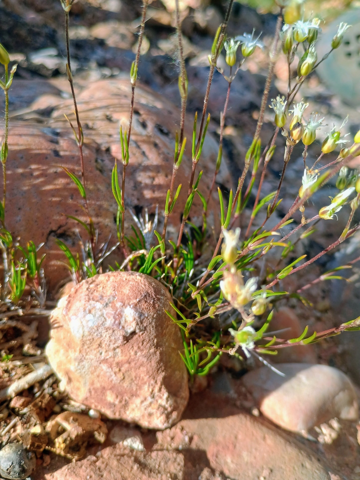 Eremogone kingii (King's Matted Sandwort) 10 Seeds