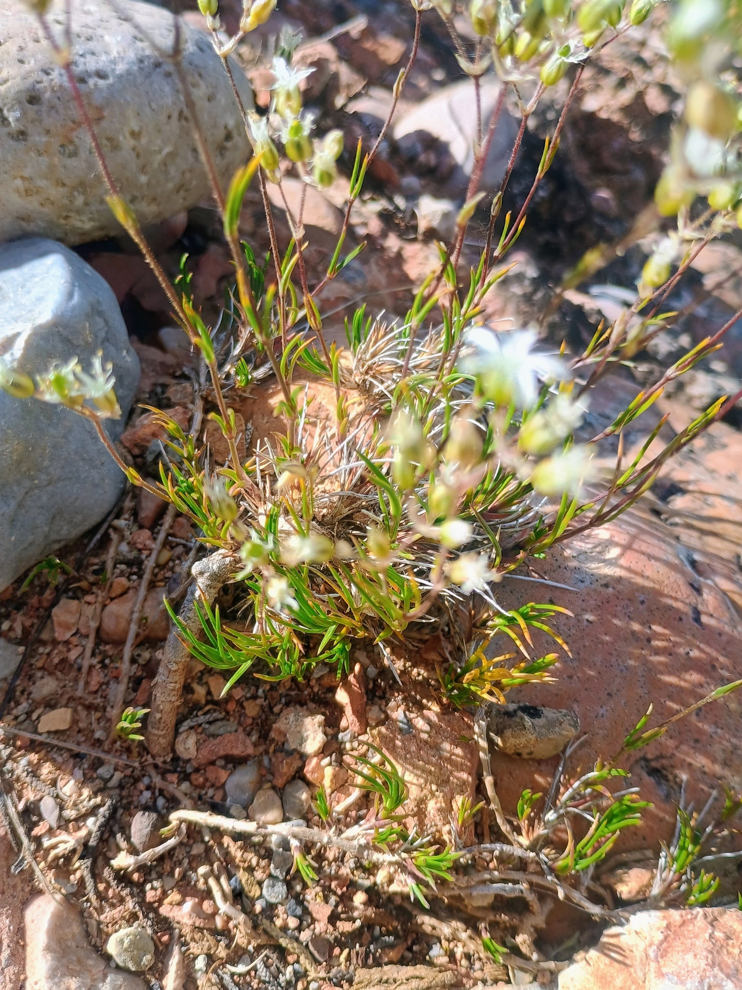 Eremogone kingii (King's Matted Sandwort) 10 Seeds