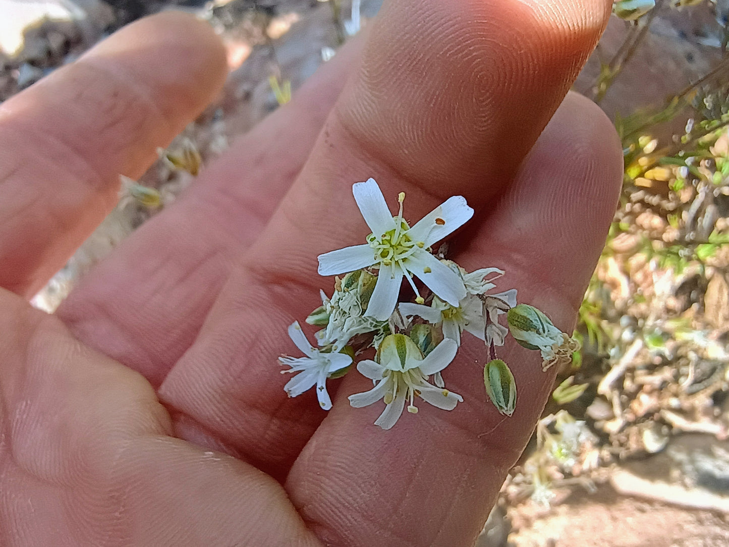 Eremogone kingii (King's Matted Sandwort) 10 Seeds