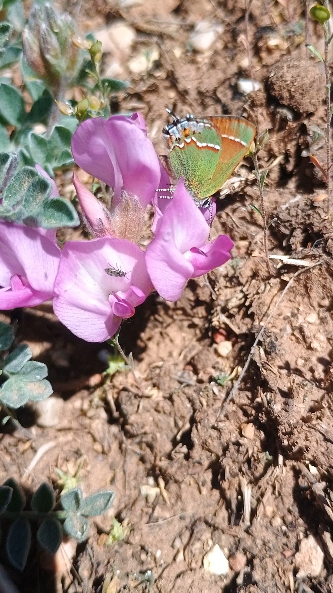 Astragalus utahensis (Utah Milkvetch) 20 Seeds