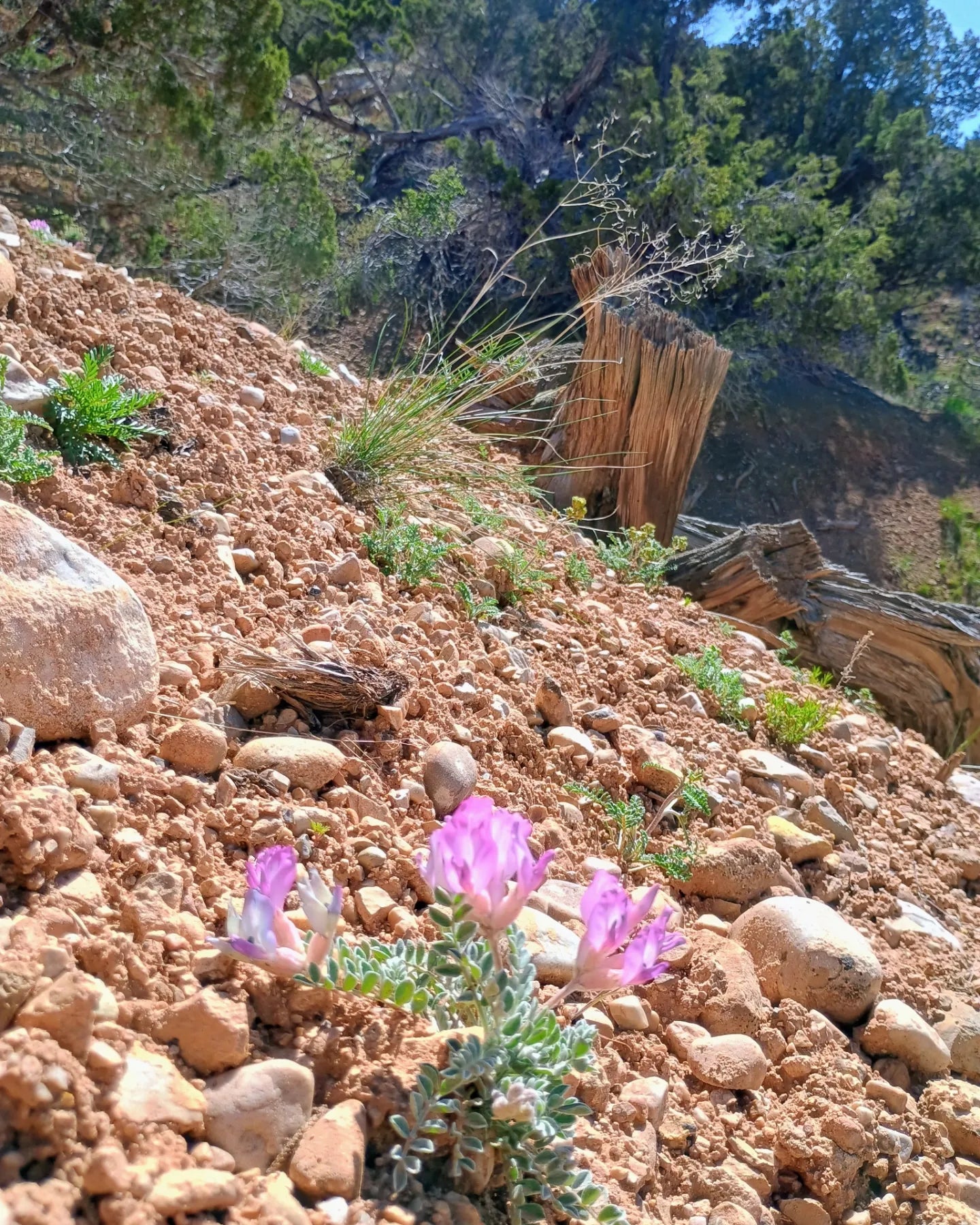 Astragalus utahensis (Utah Milkvetch) 20 Seeds