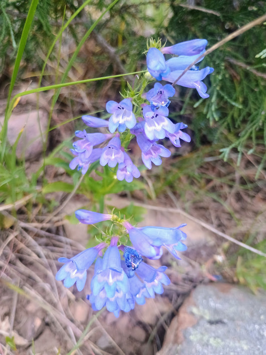 Penstemon leonardii v. leonardii (Leonard's Penstemon) 50 seeds