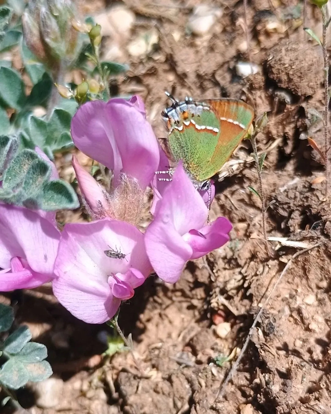 Astragalus utahensis (Utah Milkvetch) 20 Seeds