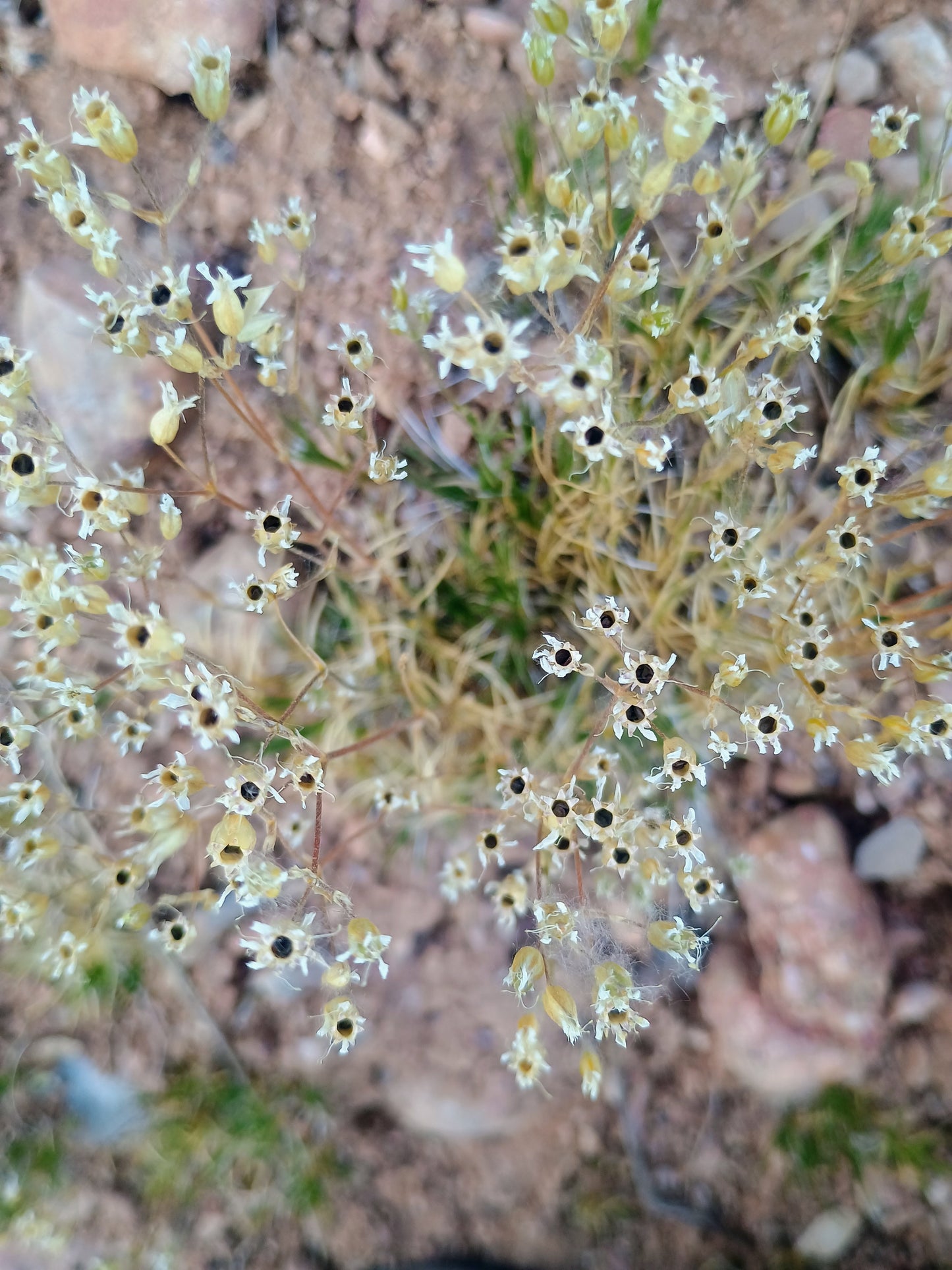 Eremogone kingii (King's Matted Sandwort) 10 Seeds