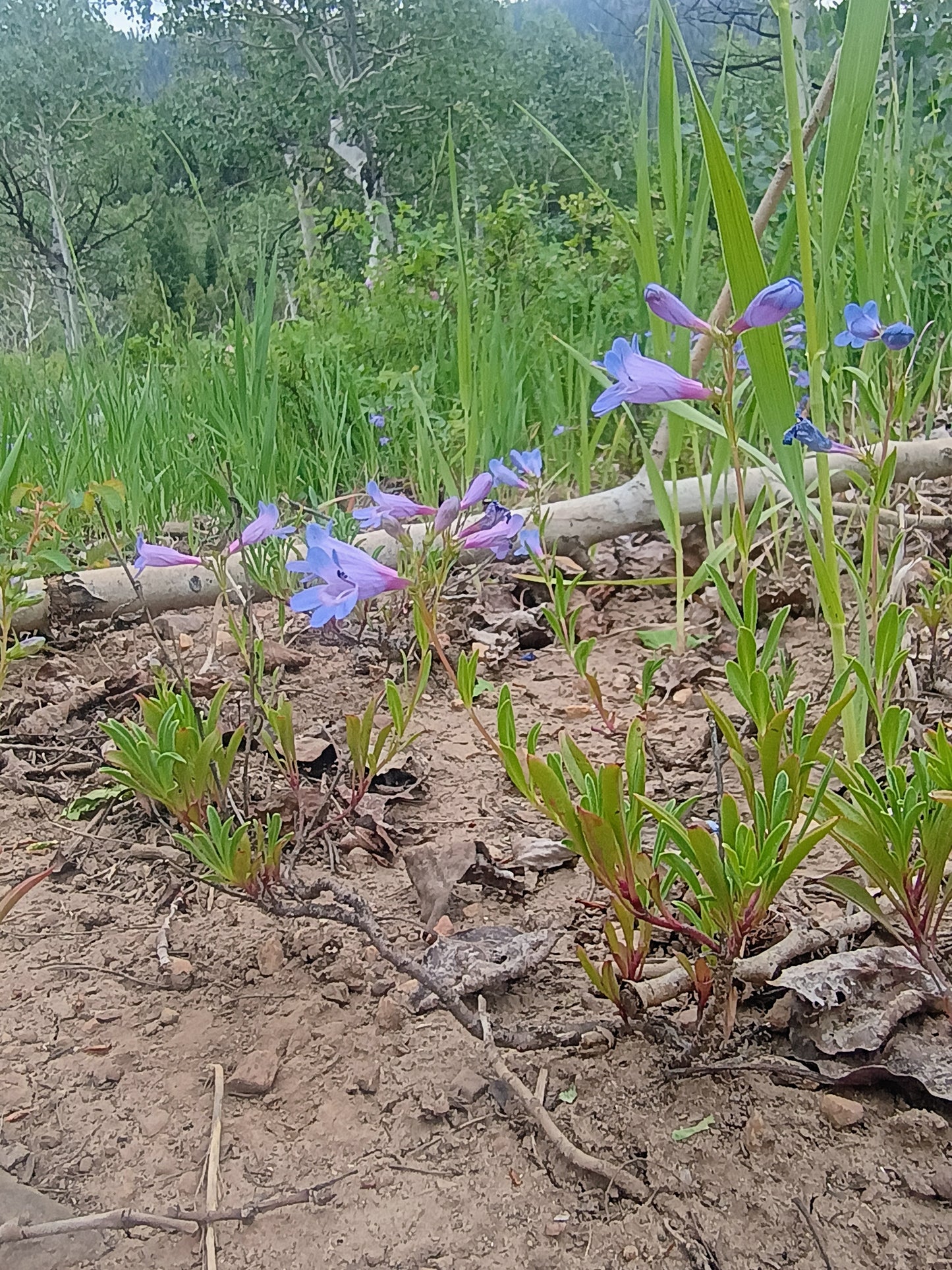 Penstemon leonardii v. leonardii (Leonard's Penstemon) 50 seeds