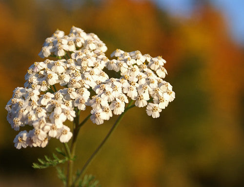 Achillea millefolium (Western Yarrow) w/ Lawn Replacement