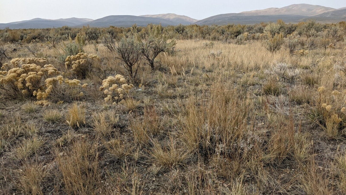 Artemisia tridentata v. tridentata (Basin Big Sagebrush)