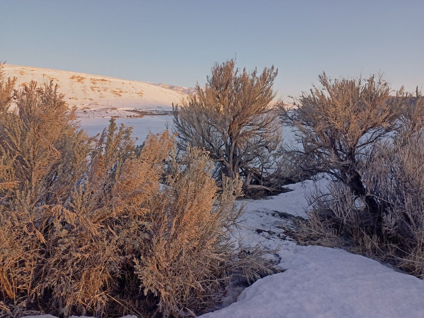 Artemisia tridentata v. tridentata (Basin Big Sagebrush)