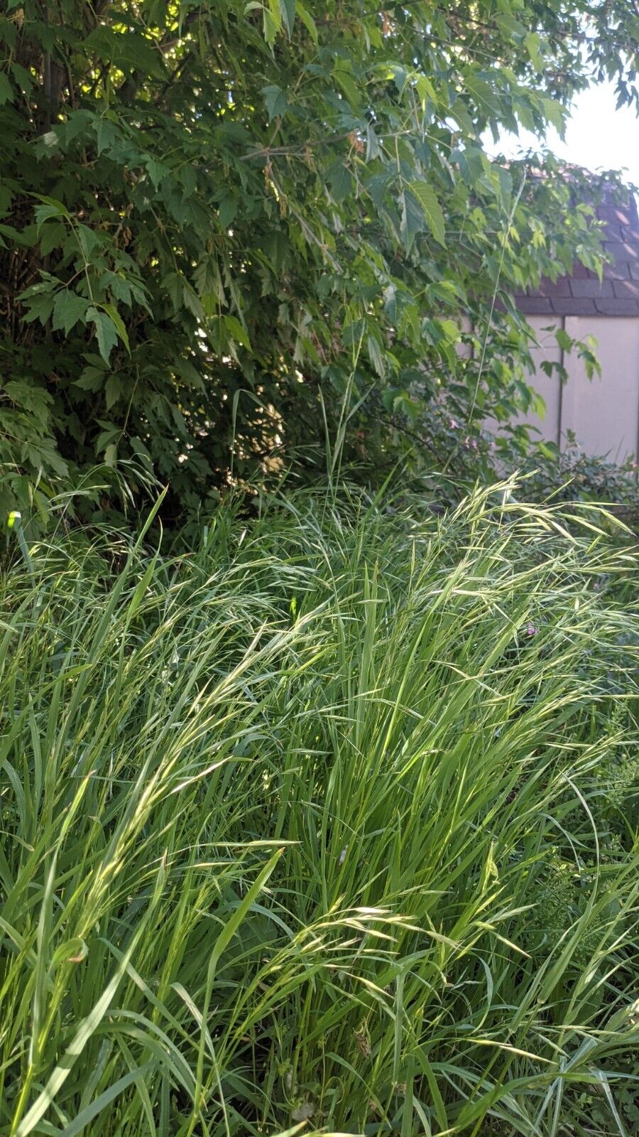 Bromus marginatus (Large Mountain Brome)