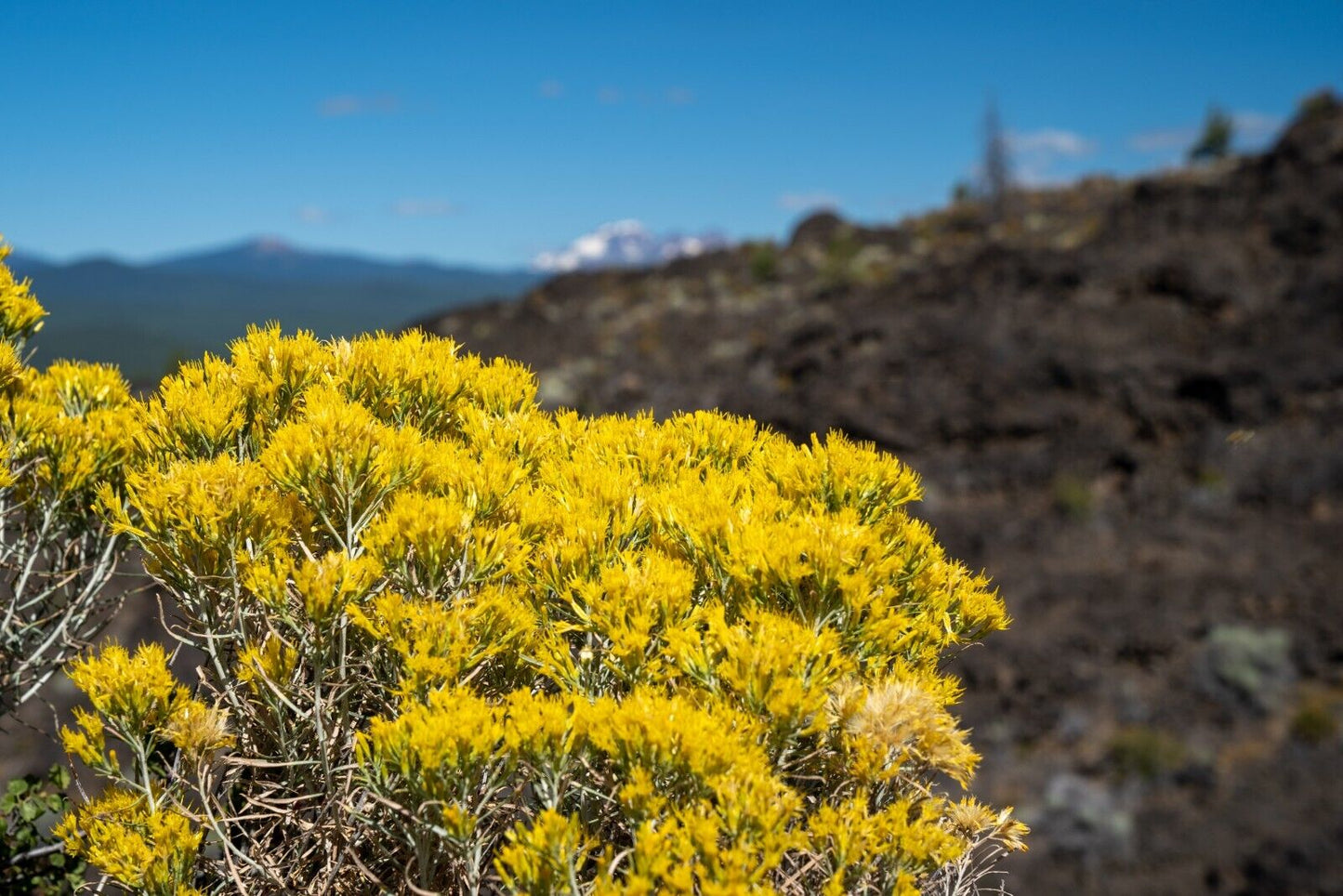 Ericameria nauseosa (Rubber Rabbitbrush)