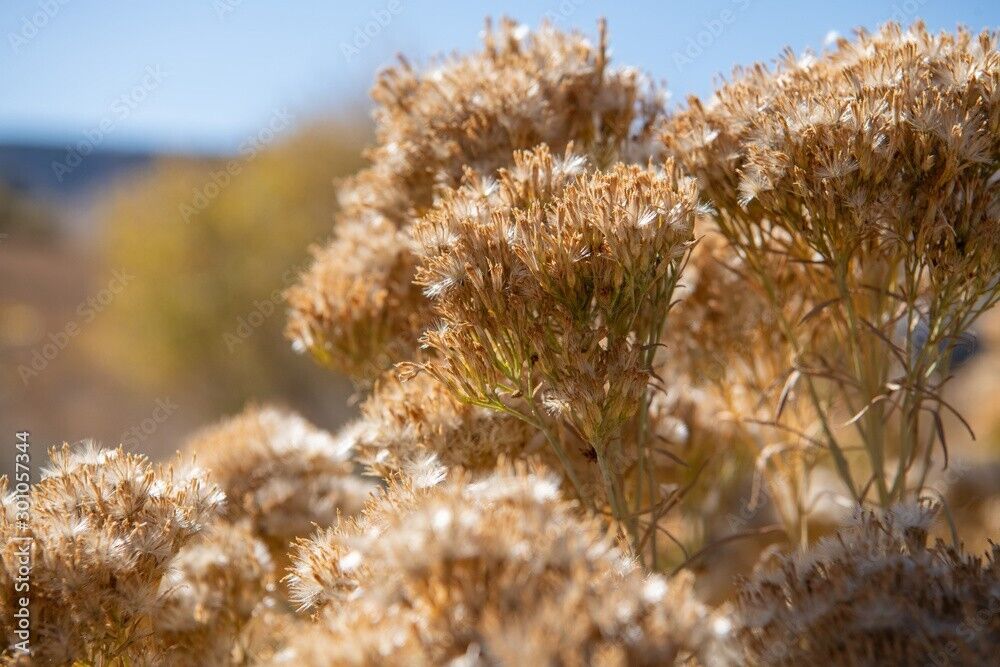 Ericameria nauseosa (Rubber Rabbitbrush) – Beehive Nursery