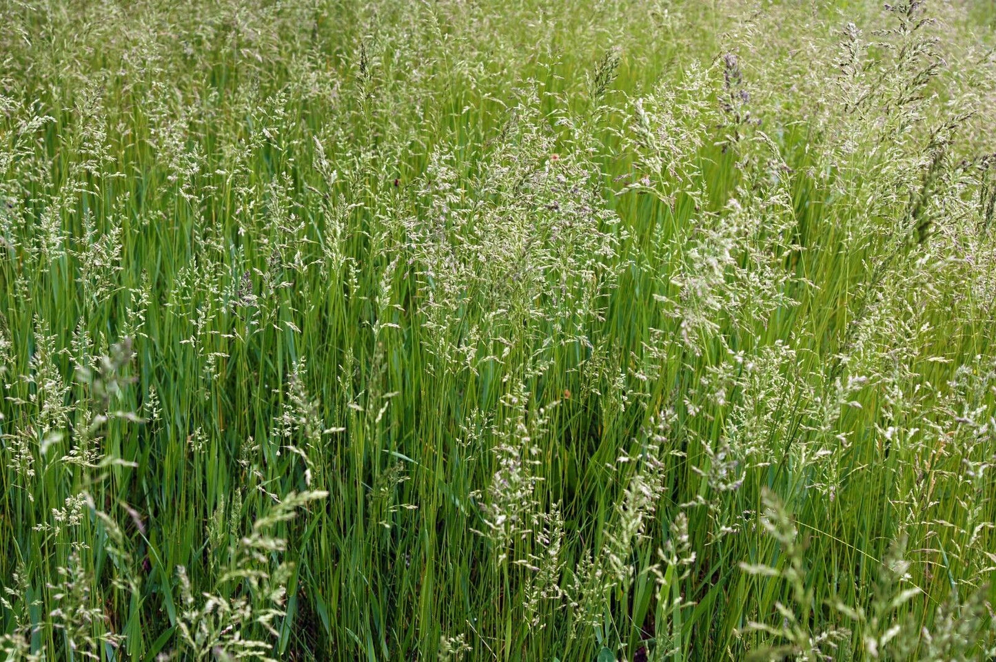 Festuca idahoensis (Idaho Fescue) w/ Lawn Replacement