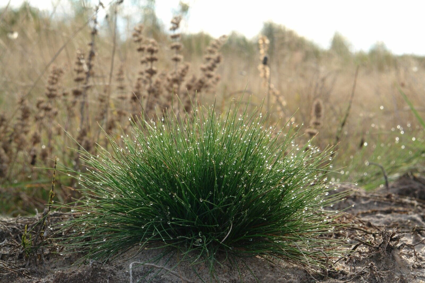 Festuca ovina (Sheep Fescue)