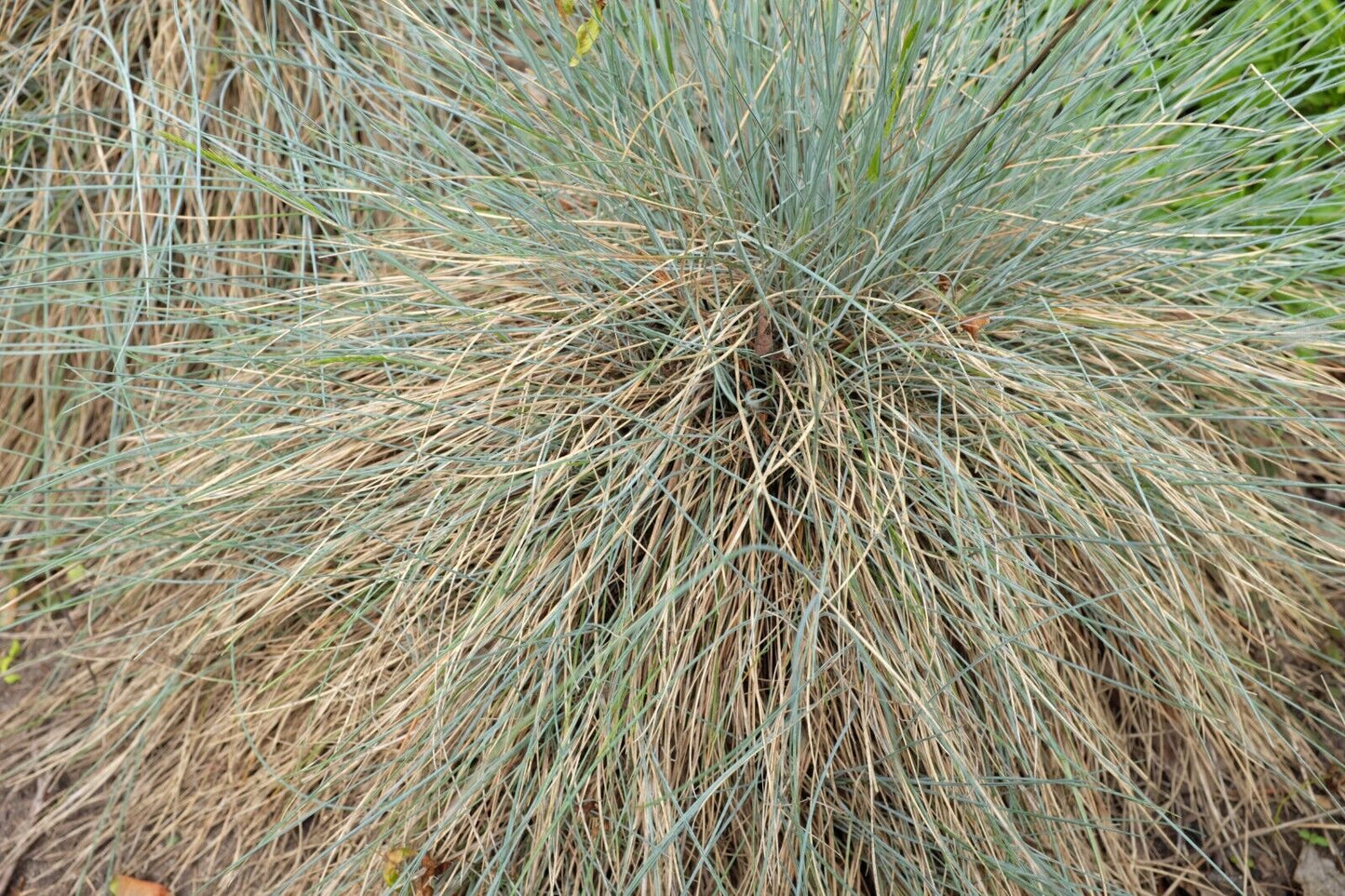 Festuca ovina (Sheep Fescue)